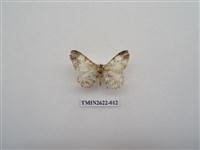 藏品(尺蛾142)的圖片